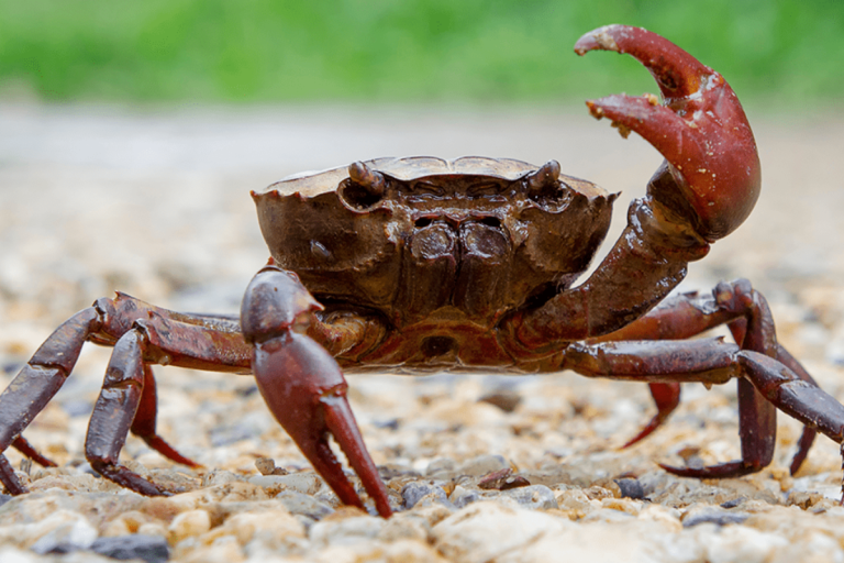 Chinese man hospitalized after eating live crab