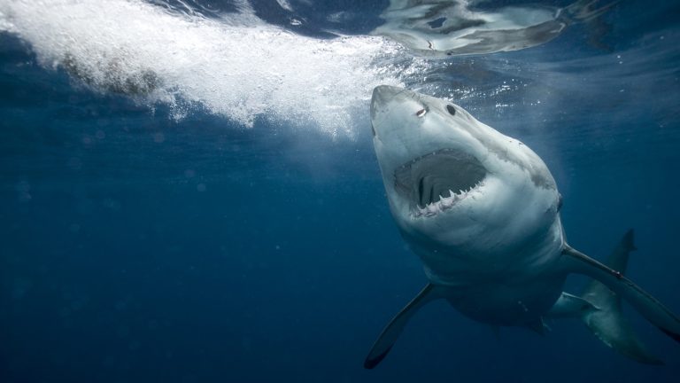 14-Year-Old Survives Shark Attack In Florida