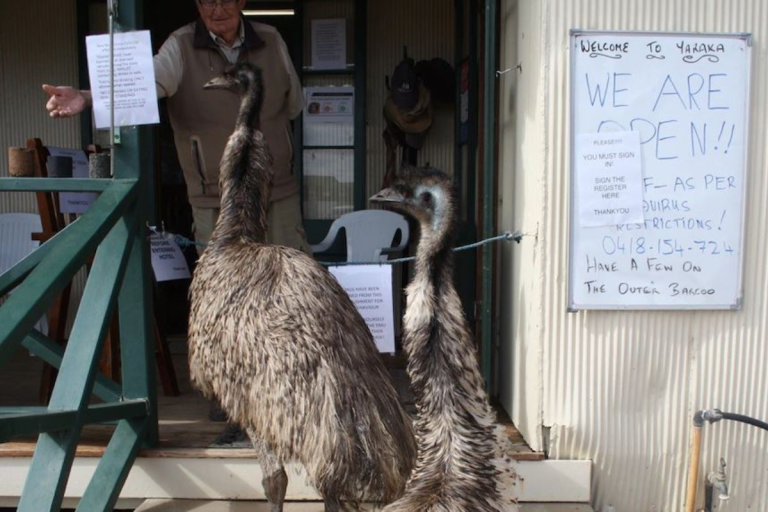 2 lost emus returned with their babies at the Yaraka Hotel