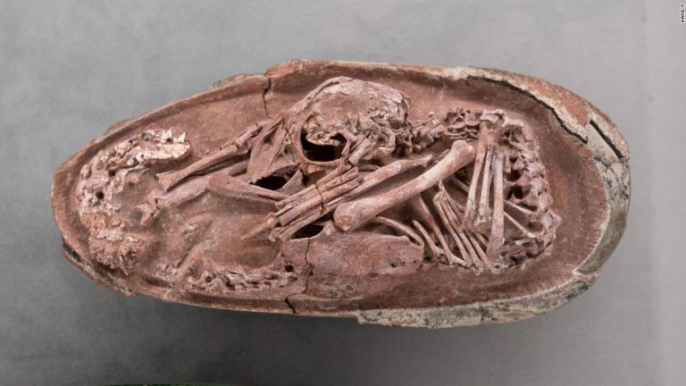 Stunning Discovery: Dinosaur Embryo Found Inside Fossilized Egg