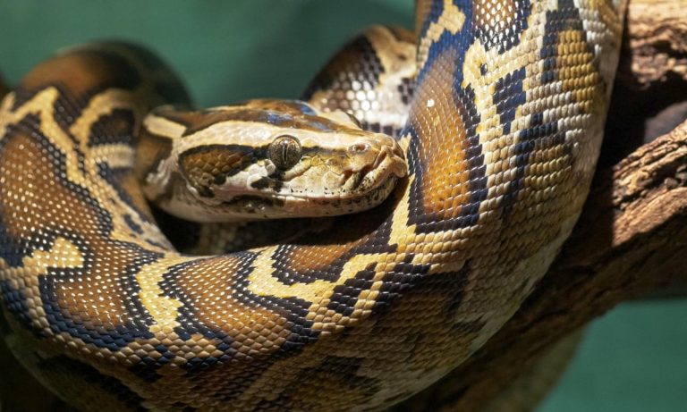 Maryland Man Discovered Dead Within his Home, Surrounded by 100+ Snakes