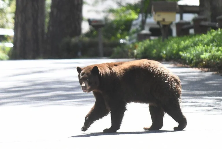 How a couple survived a Wisconsin bear attack in their home