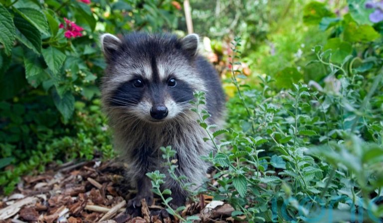 Abandoned Raccoon Babies Saved by Heroic Demolition Crew