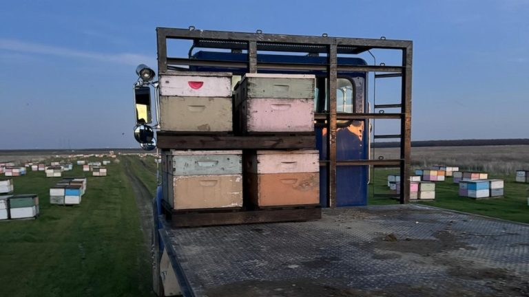 Almost 100 Beehives Stolen from California’s Central Valley Field