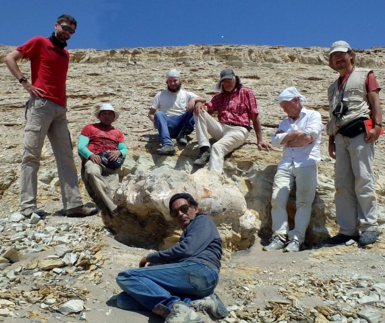 Ancient Whale Unearthed: Perucetus Colossus, The Heaviest Animal in History