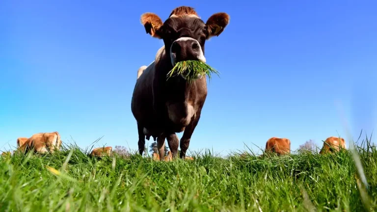 Anthrax Resurfaces in Minnesota Cattle