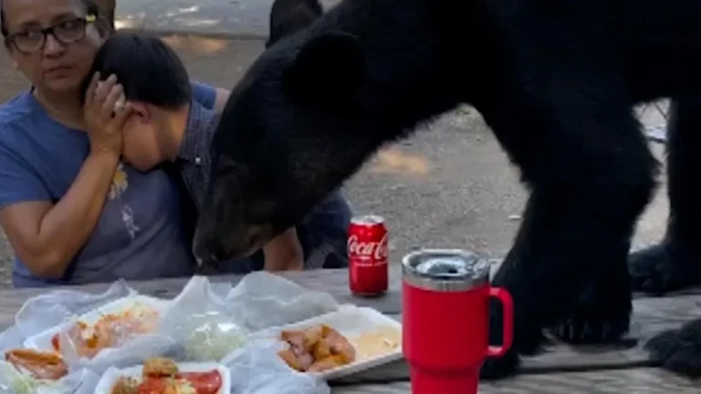 Heroic Mother Shields Son From Bear Attack During Birthday Picnic