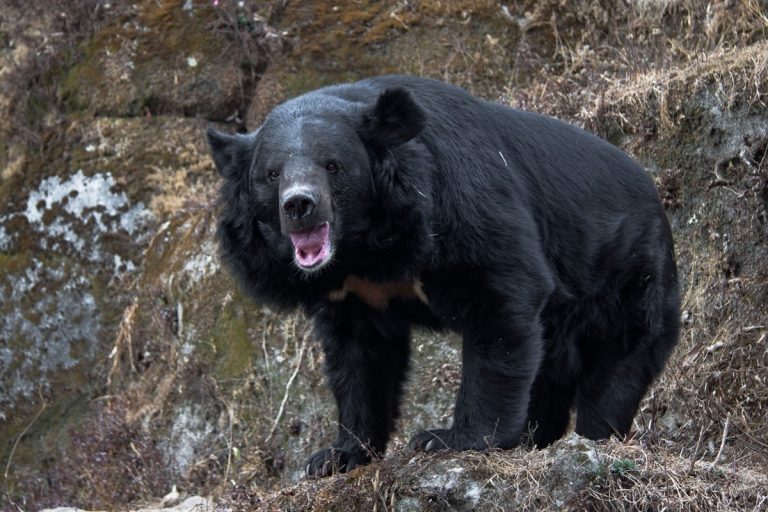 Bear Attack: 73-Year-Old Woman Ambushed While Walking Near US-Canada Border