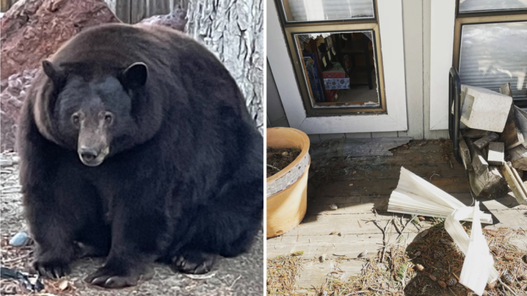 Hank the Tank, a 500-Pound Bear, Ransacks Lake Tahoe and Has Yet to be Captured