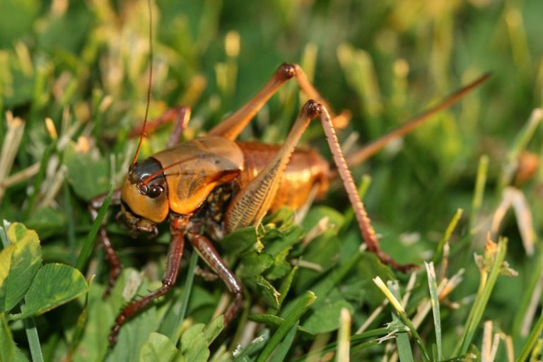 Cannibalistic Crickets Invade Northern Nevada