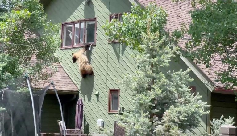 Colorado Bear Breaks into Home, Enjoys Pork Chops, and Hangs from Window