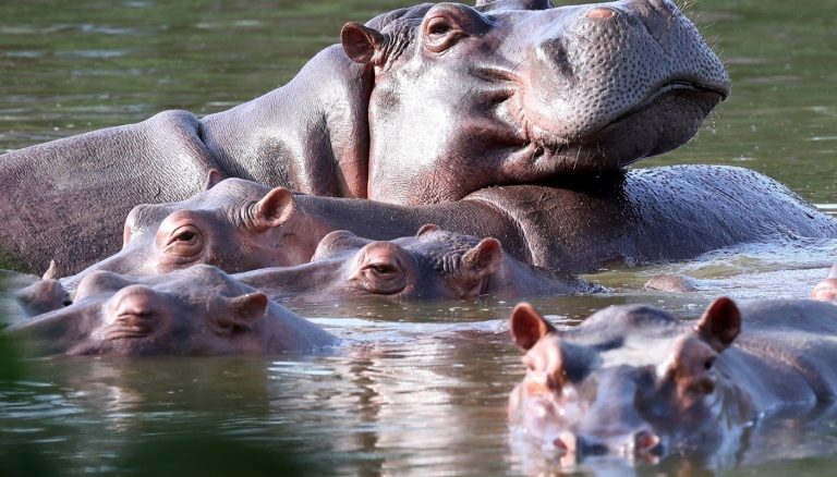Colombia Initiates Sterilization of Pablo Escobar’s Illegally Imported Hippos