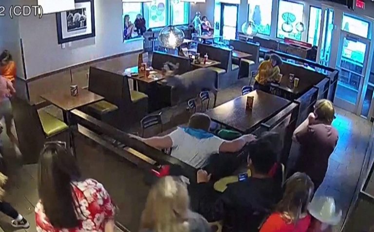 Deer Charges into Noodles & Company in Beloit, Wisconsin