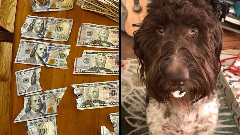 Dog Eats Cash to the Value of $4,000