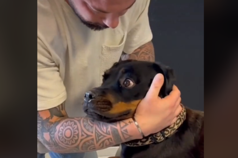 Dog speechless after chiropractor cracks its neck to reset