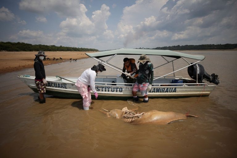 Over 120 Amazon River Dolphins Found Dead Amidst Heatwave in Brazil