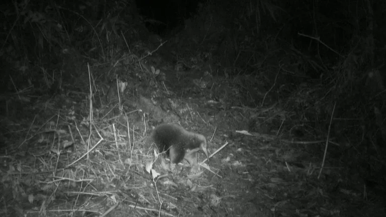 Expedition Cyclops Triumph: Rediscovered Echidna Sparks Biodiversity Hope in Indonesia’s Mountains