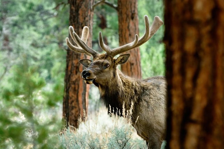 Fatal Elk Attack Claims Life of Arizona Woman