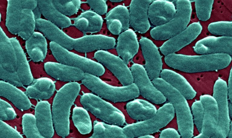 Fatal Cases of Rare Flesh-Eating Bacterial Infection Raises Concerns