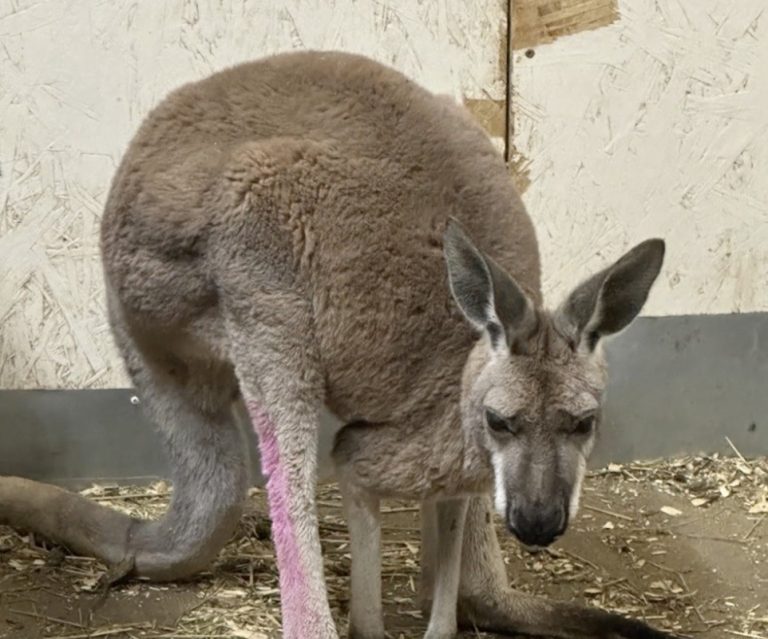 Fugitive Kangaroo Punches Police Officer in the Face