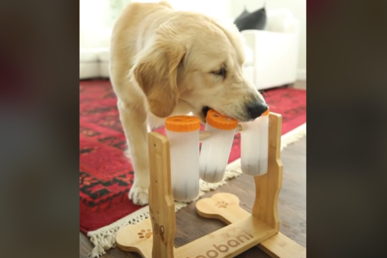 Adorable golden retriever so done with his new slow feeder