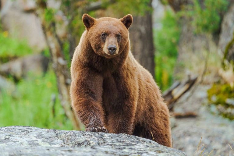 Grizzly Bear Attack Claims Woman’s Life near Yellowstone National Park