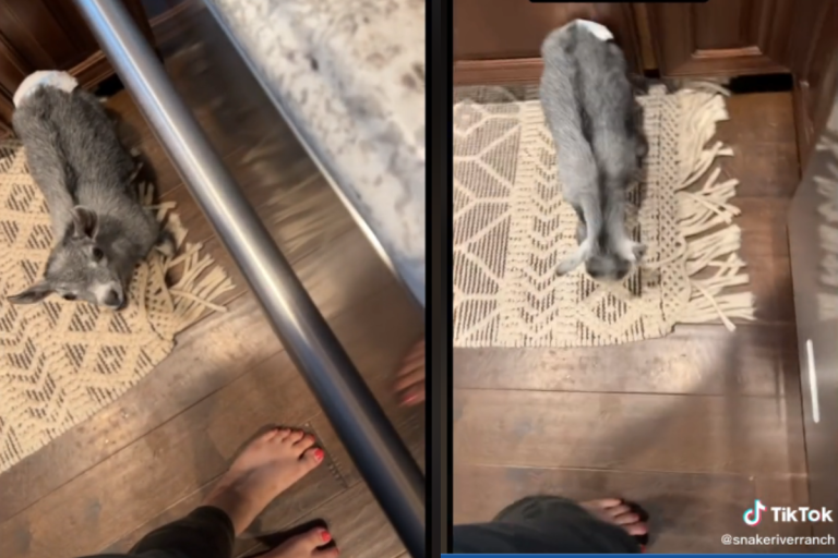 Hangry baby goat goes viral after headbutting owner for not feeding her first