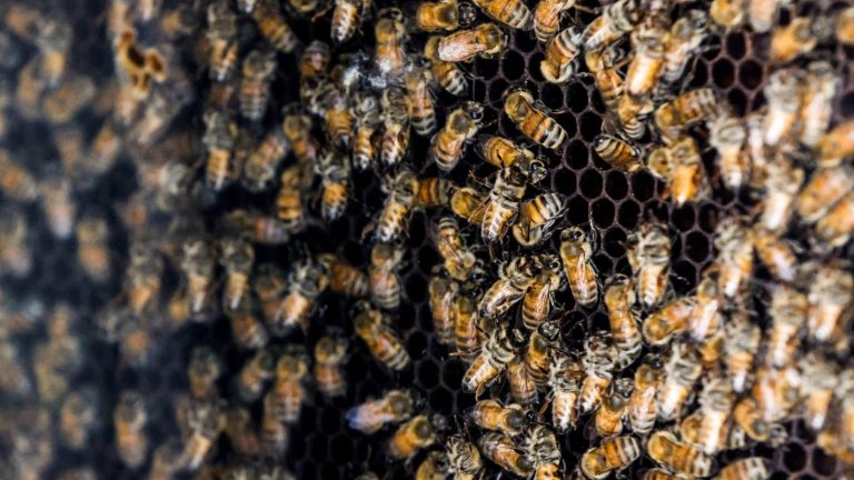 Kentucky Man Dies in Tragic Bee Attack on His Porch