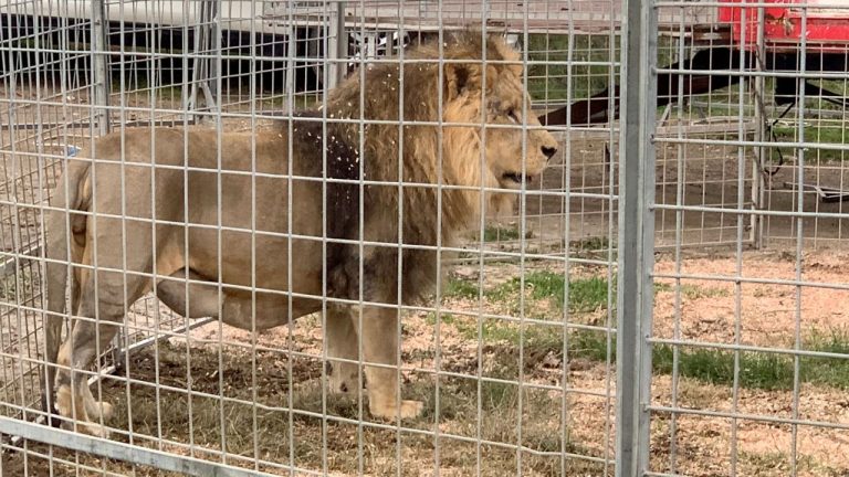 Lion Escape in Rome Suburb Sparks Urgent Capture Operation
