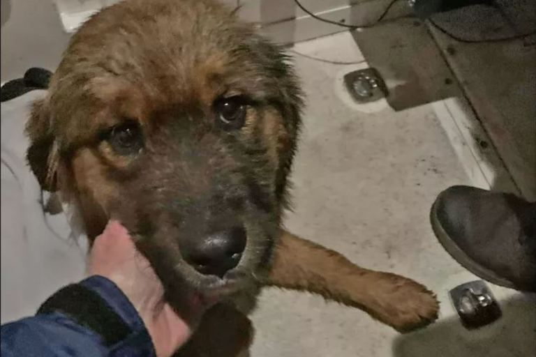 Lost dog found after a ‘miracle’ swim at Hudson River