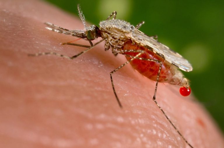 Malaria Infections on the Rise – Should You Be Concerned?