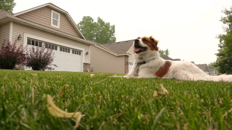 Unbelievable! Minnesota Dog Takes On Black Bear