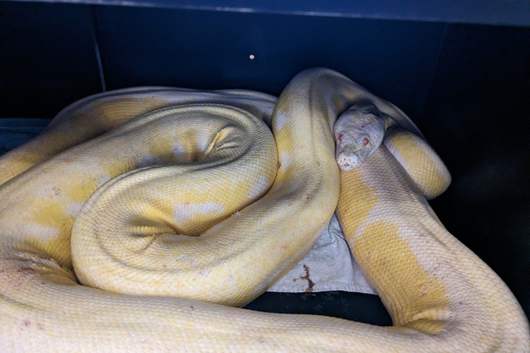 Missing 16-foot albino python from Dallas found in Texas