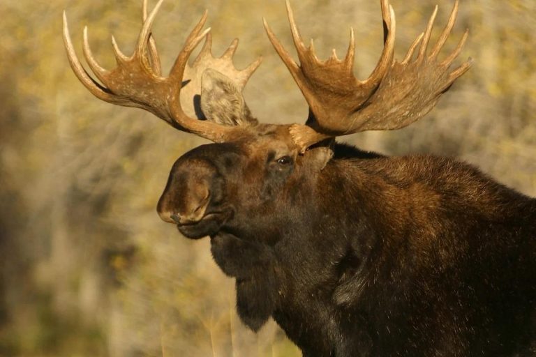 Terrified Moose Launches Surprise Attack on Unsuspecting Colorado Man