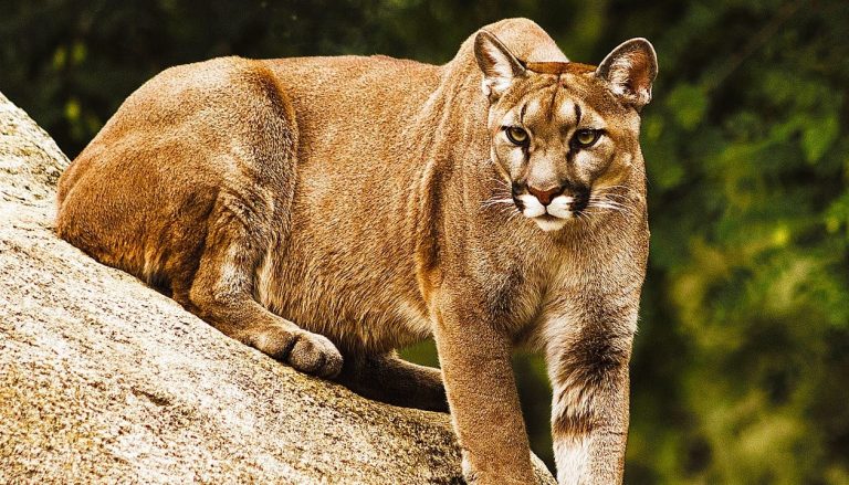 Mountain Lion Sighting Triggers Search in Omaha, Nebraska