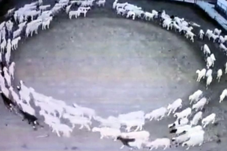 Mystery Video Showing Sheep Walking in a Circle Explained