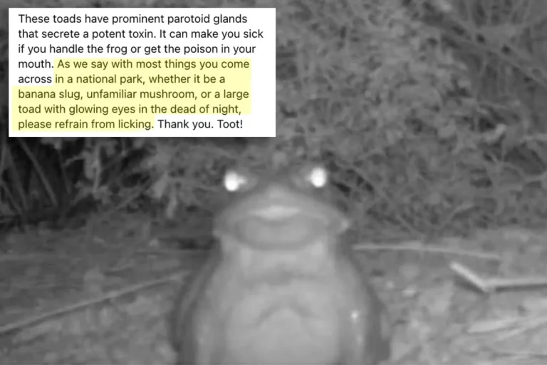 National Park Service asks visitors to not lick toads to get high