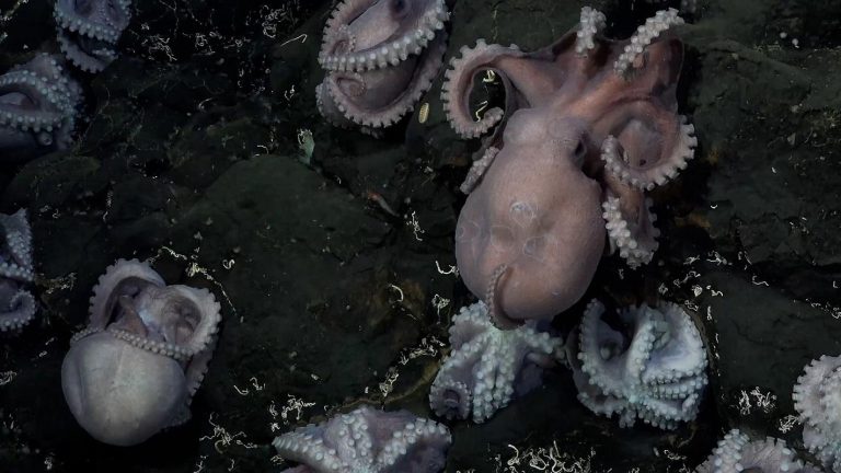 Extraordinary Discovery: Rare Deep-Sea Octopus Nursery Found off Costa Rican Coast
