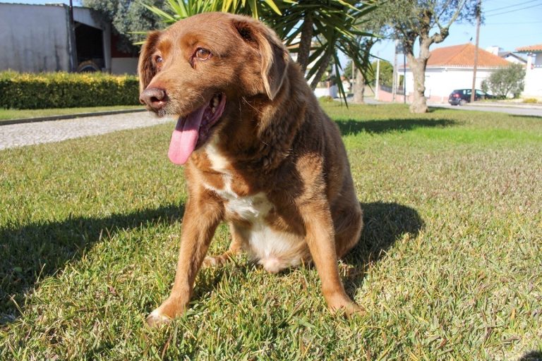 World’s Oldest Dog, Bobi, Passes Away at 31 in Portugal
