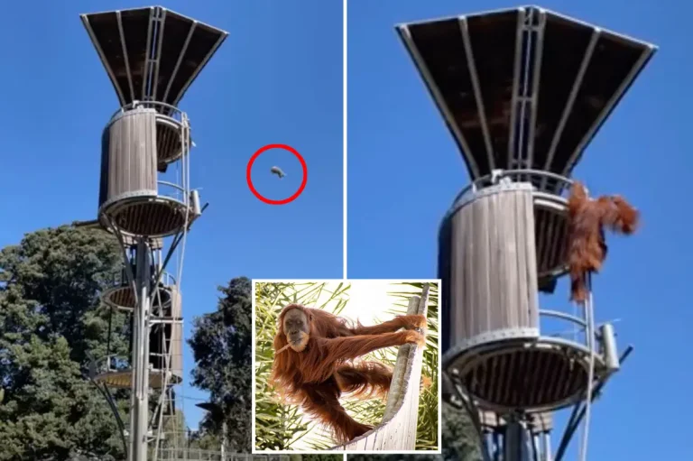 Orangutan Dramatically Evicts A Possum at Australian Zoo