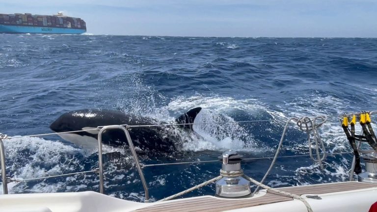 Yacht Sinks in 45-Minute Orca Attack