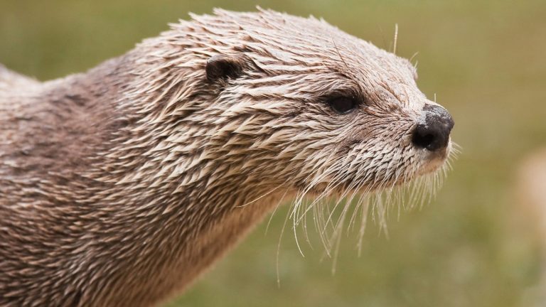 Otter Attack Injures Three Women on Montana River
