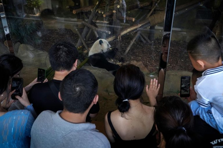 Panda Park Bans Man for Life After Throwing ‘Objects’ into Enclosure