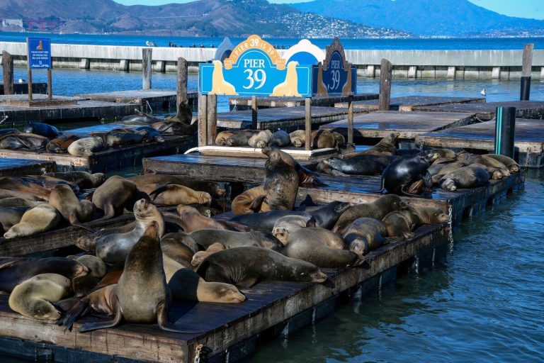 Pier 39: Terrifying “Car-to-Car” Shooting Unleashes Chaos