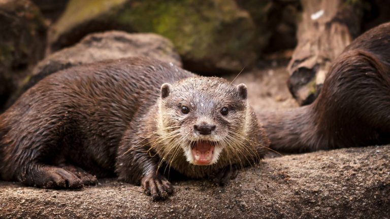 Rabid Otter Attacks Man and Dog in Florida