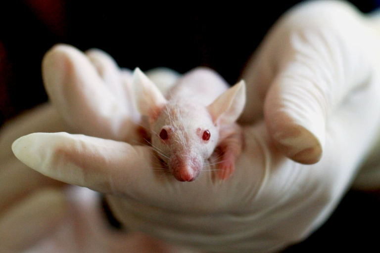 Rats with Tiny Backpacks Could Be Key in Earthquake Rescues