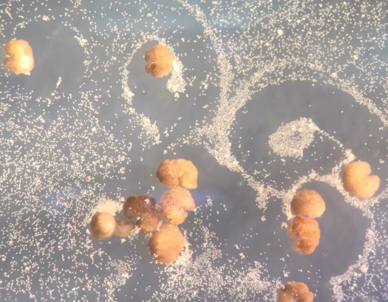 Reproducing Robots Take Center Stage