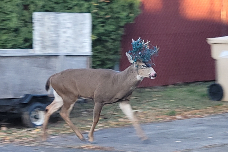 Rudolph seen early this year, as buck spotted in Oregon neighborhood with Christmas lights on antlers