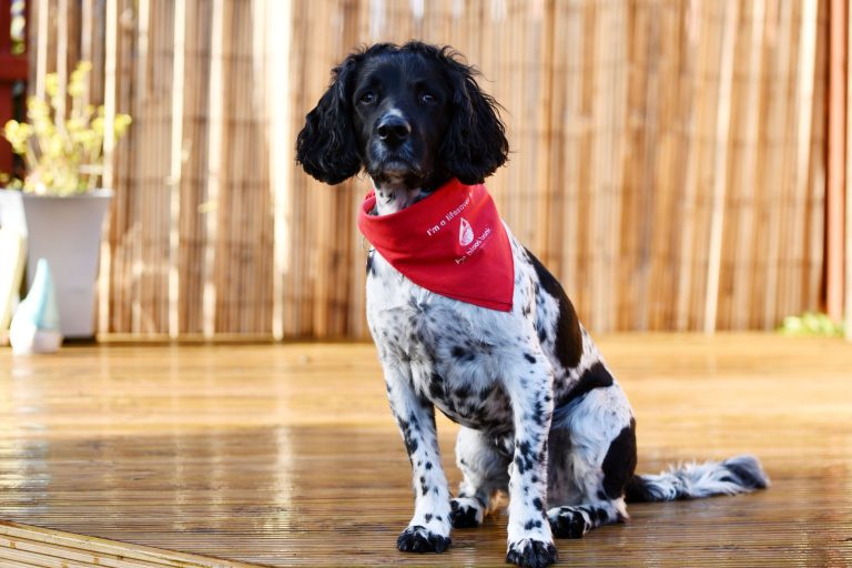 Blood Donor Spaniel Retires After Saving at Least 80 Sick Dogs