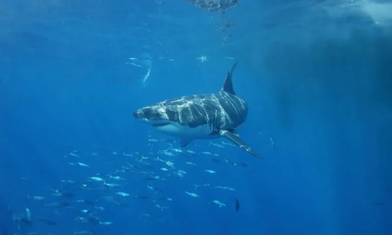 Shark Attack: Search for Missing Surfer Continues